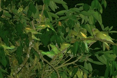 Brotogeris versicolurus