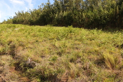 Pteridium aquilinum capense