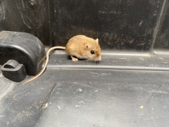 Gerbilliscus leucogaster