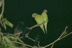 Brotogeris versicolurus