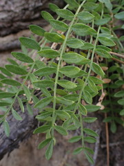 Polemonium pulcherrimum