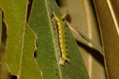 Pseudacraea lucretia