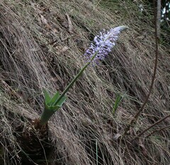 Merwilla plumbea
