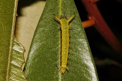 Pseudacraea lucretia