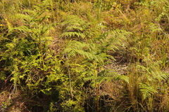 Pteridium aquilinum capense