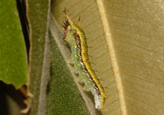 Pseudacraea lucretia