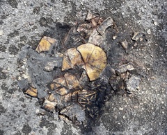 Terrapene carolina bauri