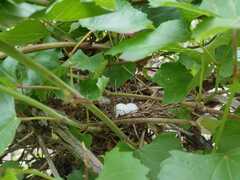 Streptopelia senegalensis