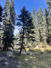 Pseudotsuga menziesii