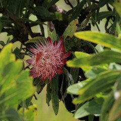 Protea caffra caffra