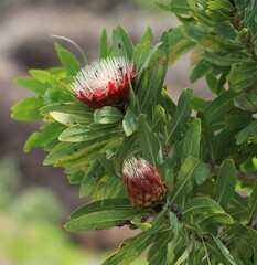Protea caffra caffra