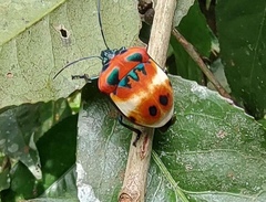 Poecilocoris latus