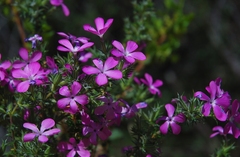 Linanthus californicus