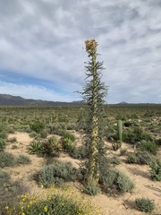 Fouquieria columnaris