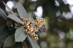 Aguna asander asander