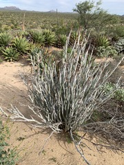 Euphorbia lomelii