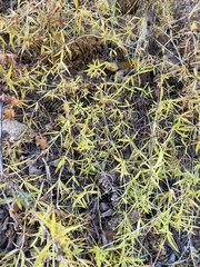 Artemisia dracunculus