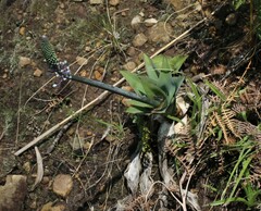 Merwilla plumbea