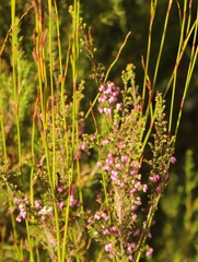 Erica gracilis