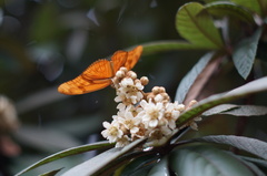 Dryas iulia moderata