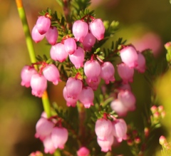 Erica gracilis