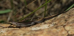 Trachylepis varia