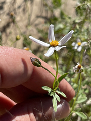 Coreocarpus parthenioides parthenioides