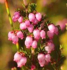 Erica gracilis