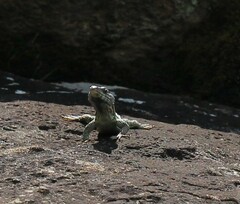 Pseudocordylus subviridis