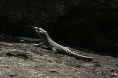 Pseudocordylus subviridis