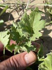 Amauria brandegeeana