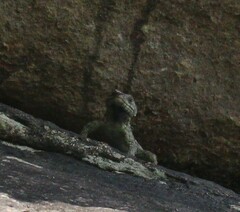 Pseudocordylus subviridis