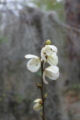 Asimina reticulata