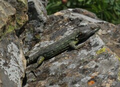 Pseudocordylus subviridis