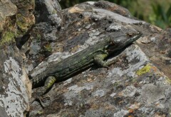 Pseudocordylus subviridis