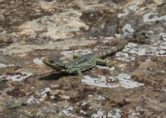 Pseudocordylus subviridis