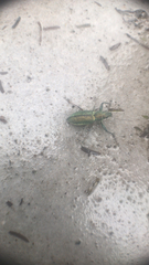 Naupactus auricinctus