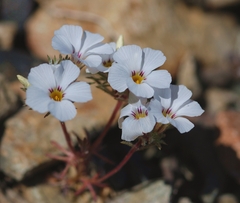 Linanthus concinnus