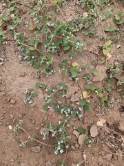 Euphorbia brandegeei