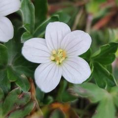 Geranium potentilloides