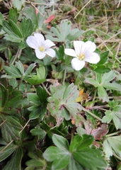 Geranium potentilloides