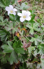 Geranium potentilloides