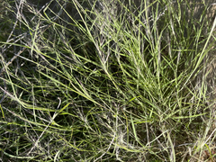 Muhlenbergia microsperma