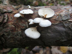 Panellus mitis