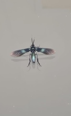 Macrocneme chrysitis