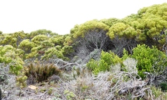 Leucadendron coniferum