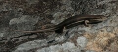 Trachylepis varia