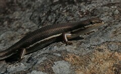 Trachylepis varia