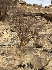 Commiphora
