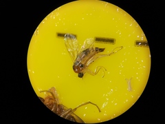 Elaphropeza ephippiata